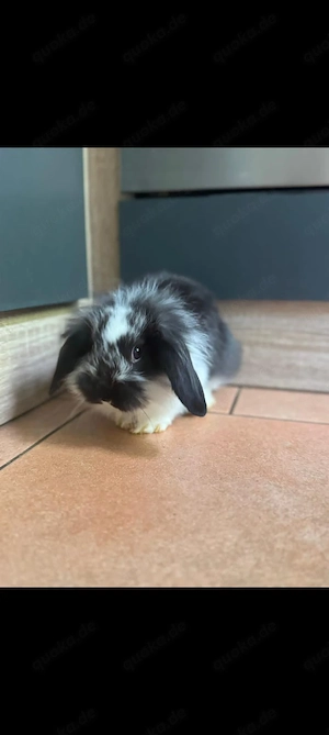 Zwergwidder Kaninchen 