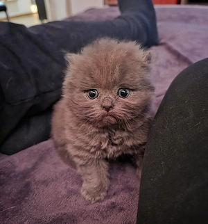 Blaues Perser Kind sucht ab Mai Kuschelpersonal 