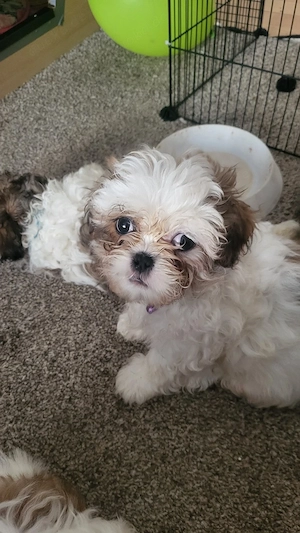 2 Shih Tzu wepen