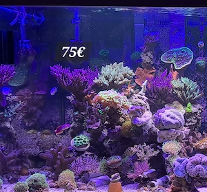 XXL SPS koralle meerwasser steinkoralle