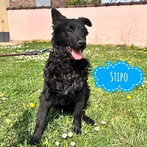Stipo, zuckersüßer Welpe, Mudi Kroatischer SH Mix