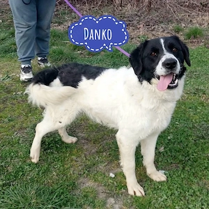 Danko, unglaublich lieber Border Collie Mix
