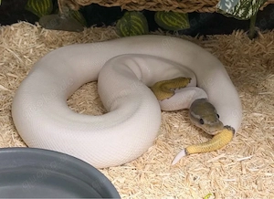 Mojave Piebald Ghost pos. het Ultramel