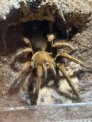 pamphobeteus sp mascara 0.1 Vogelspinne