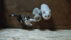 siam mix zu verkaufen 