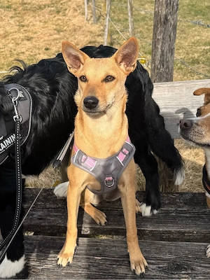 Junge Sinhala hound-Mix Hündin sucht Traumzuhause