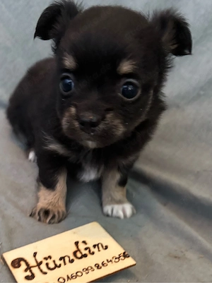 Chihuahua Welpen Langhaar ab sofort abzugeben Bild 3