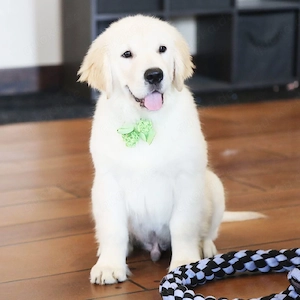 entzückende männliche und weibliche Golden-Retriever-Welpen suchen ein neues Zuhause.