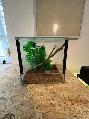 kleines Terrarium 