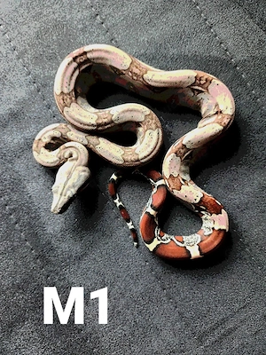 2.2 Boa c.constrictor Guyana