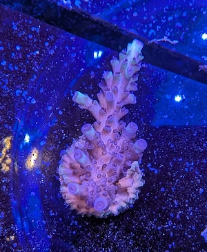 Korallen Acropora Sp. Türkis. Meerwasser Salzwasser 