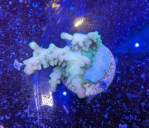 Korallen Acropora Mangogarden Meerwasser Salzwasser 