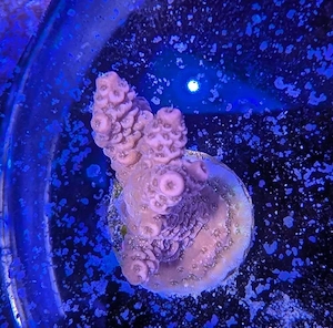 Koralle Acropora Millepora Red Velvet Meerwasser Salzwasser Aquarium  Bild 2