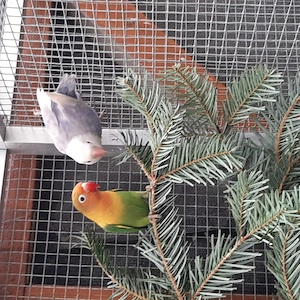 Biete ein schönes Pärchen Agaporniden von 6 Monaten an