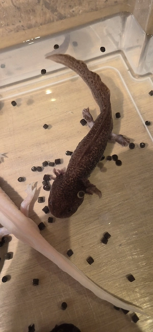 Axolotl zu verkaufen 