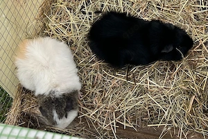 Meerschweinchen Männchen, Böckchen, 