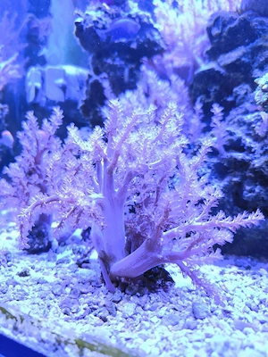 Koralle Kenia Bäumchen