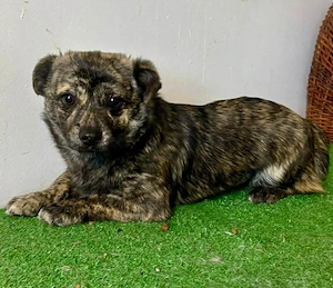 Katzenverträgliche Minihündin Sisi