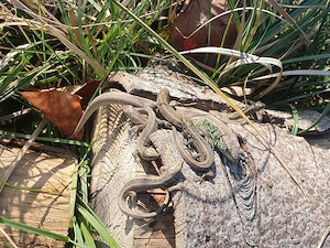 Zauneidechsen (Lacerta agilis)