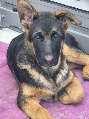 Deutsche Schäferhund Welpen 