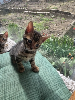 Bengal Katzenbabys Reinrassig 