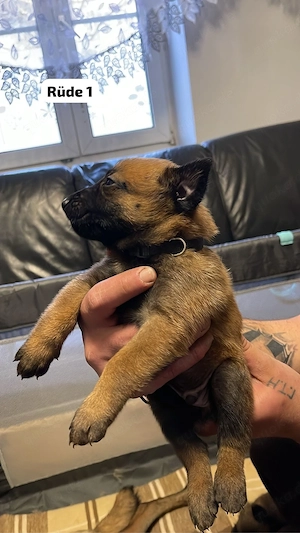 Belgische Schäferhund (Malinois) Welpen   liebevolle Familienaufzucht   