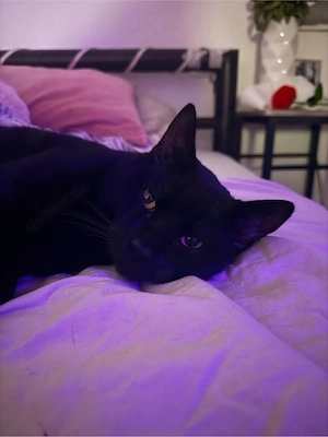 ich verkaufe meinen Kater 