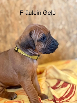 Rhodesian Ridgeback Welpen   reinrassig, 01.03. geboren, 5 Hündinnen & 4 Rüden