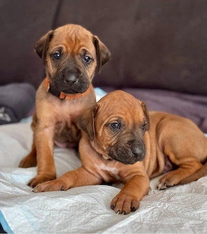 Rhodesian Ridgeback Welpen   reinrassig, 01.03. geboren, 5 Hündinnen & 4 Rüden