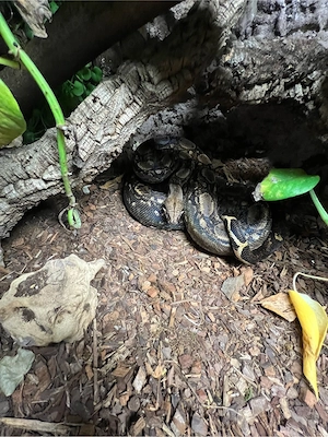 2x Boa Constrictor Imperator 1.0 0.1 und königspython 0.1 