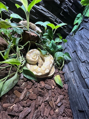 2x Boa Constrictor Imperator 1.0 0.1 und königspython 0.1  Bild 2