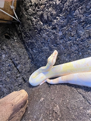 2x Boa Constrictor Imperator 1.0 0.1 und königspython 0.1  Bild 3