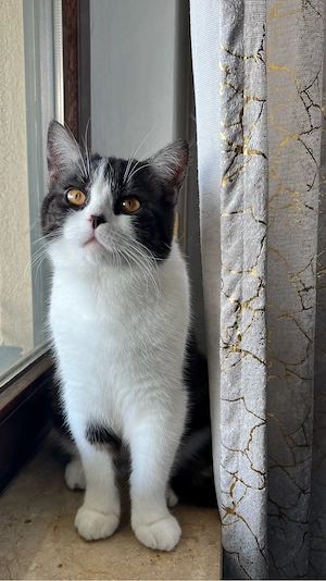 Kater sucht ein neus Zuhause 