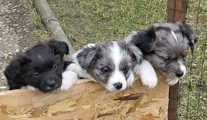 Nur noch 3 Welpen (1Junge+2 Mädchen) -kleinbleibend- (max. Dackelgröße!) sind ab sofort abgabebereit