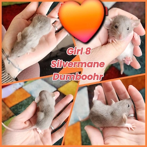 Ratten Babys super verschmust und total kinderlieb 