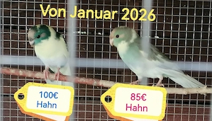 Junge schöne seltene Ziegensittiche 