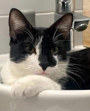 Noah sucht ein neues zu Hause 