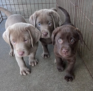 Niedliche Labrador Welpen suchen ein neues Zuhause