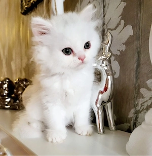 Baby kitten Weiblich 