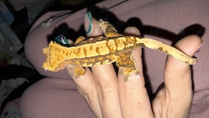 Krongecko baby 