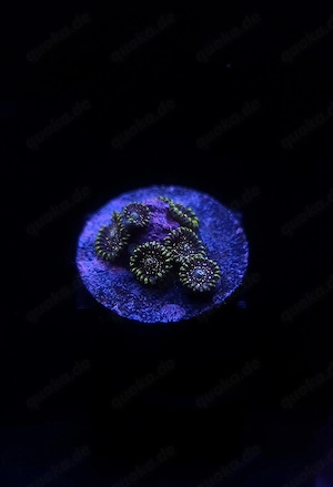 Blackberry Voodoo Zoanthus