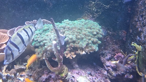 xxl Stylophora, Meerwasser, Aquarium, Korallen, Korallenableger 