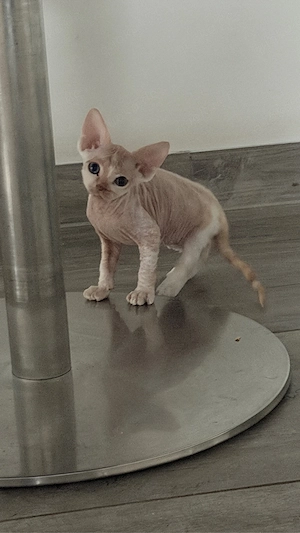 Wunderschöne Devon Rex Kitten suchen liebevolles Zuhause. Kein Liebhaberpreis!  