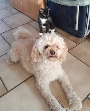  Zwergpudel ,Reinrassig, Familienhund ,Rüde ,Creme ,Aprikot,  Bild 7