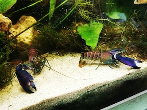 2 x Cherax snakeskin tricolor abzugeben 
