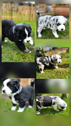 Australien Shepherd - Berner Sennen Welpen