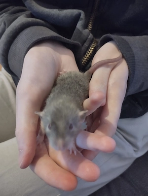 Farbratten Männchen - Rattus norvegicus