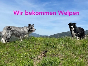 Border Collie Welpen 