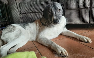 Daisy Mae sucht ihr Für-immer-Zuhause