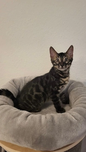Bengalkitten reinrassig